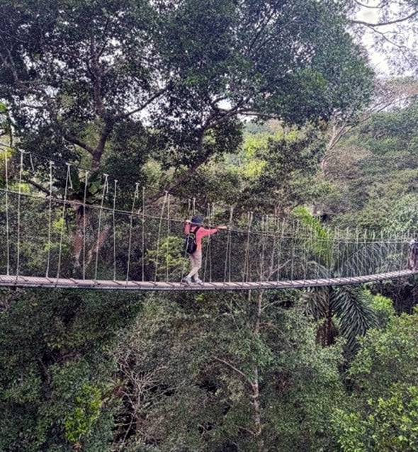 Amazon, canopy walk2