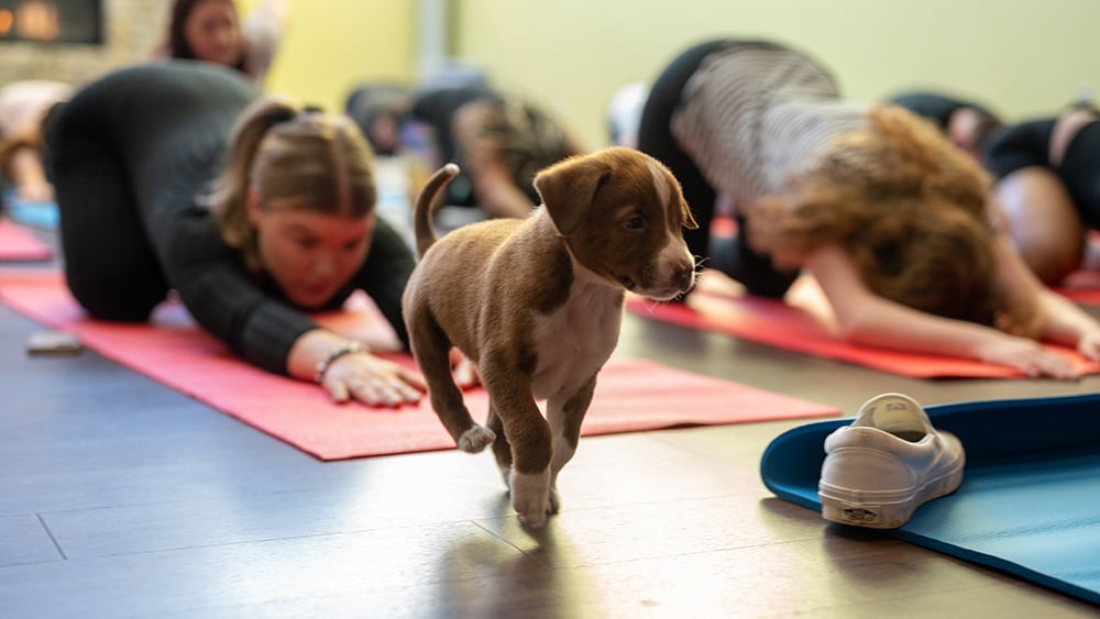 Puppy Yoga: A Double-Dog Cure for Stress