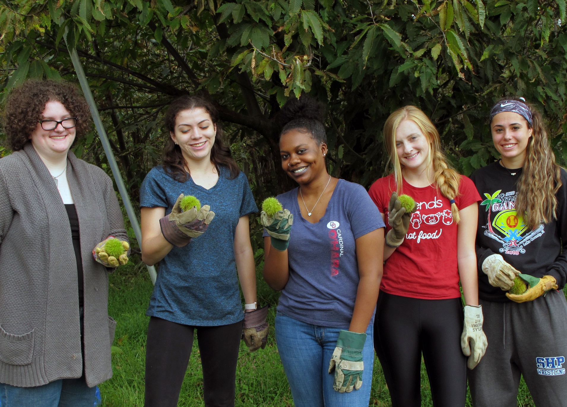 Saving the American Chestnut Tree