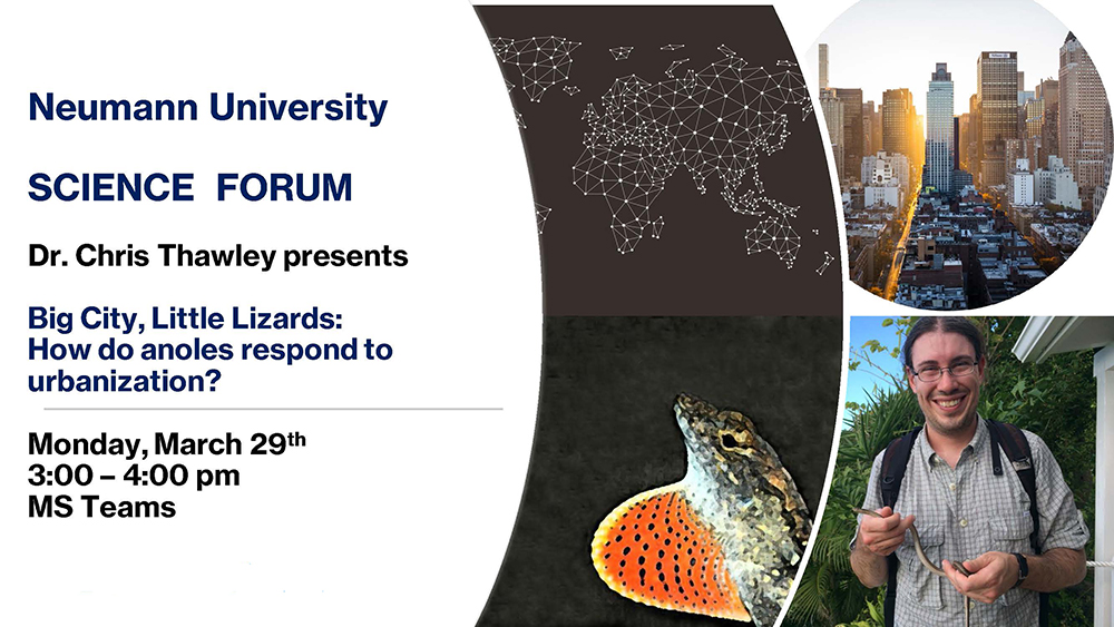 Science Forum: Big City: Little Lizards: How do Anoles Respond to Urbanization
